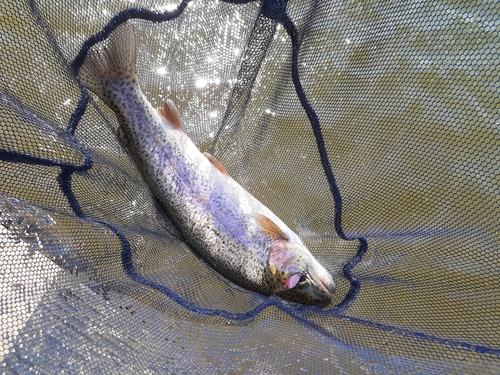 ニジマスの釣果