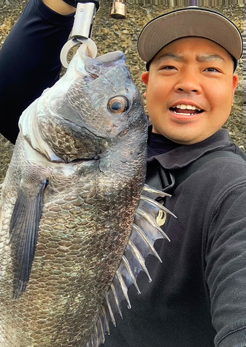 チヌの釣果