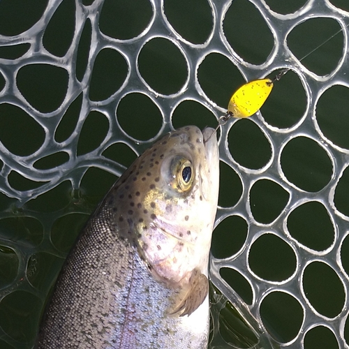 ニジマスの釣果