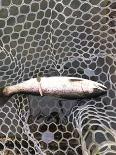 サクラマスの釣果