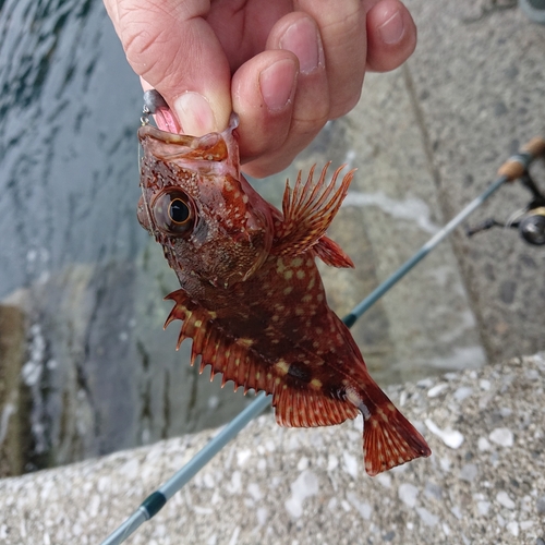 アラカブの釣果