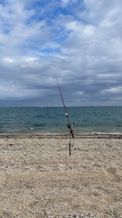 ハマフエフキの釣果