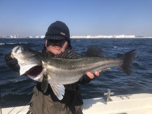 フッコ（マルスズキ）の釣果