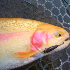 アルビノニジマスの釣果