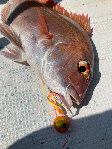 マダイの釣果