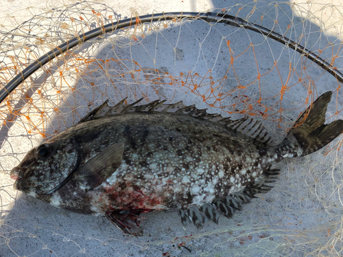 アイゴの釣果