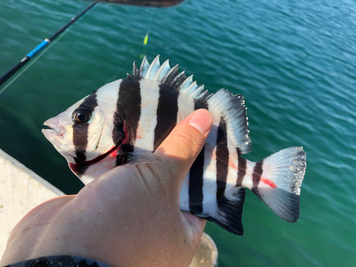 サンバソウの釣果