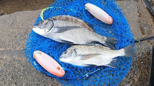 チヌの釣果