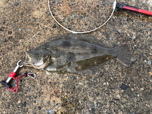 ヒラメの釣果