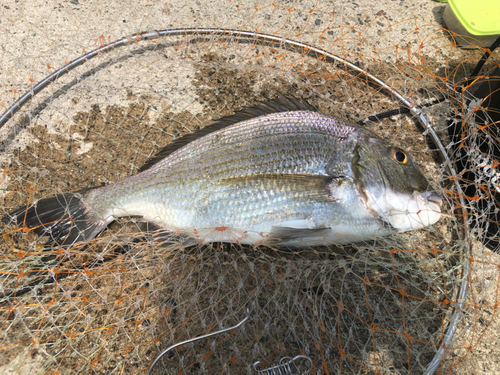 ヘダイの釣果