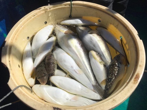 ショウサイフグの釣果