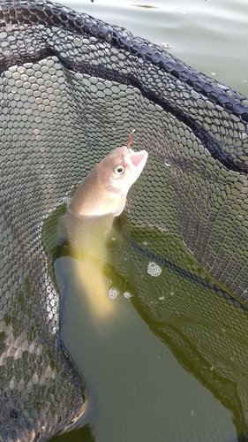 レインボートラウトの釣果