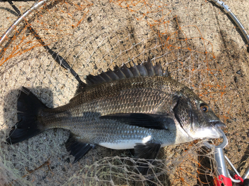 チヌの釣果