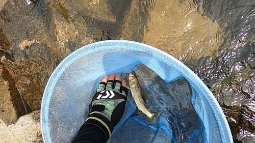 アユの釣果