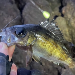 クロメバルの釣果