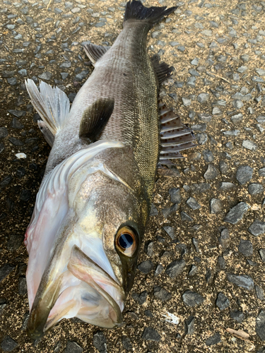 マルスズキの釣果