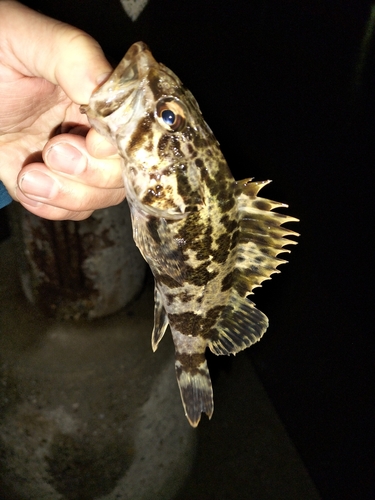 タケノコメバルの釣果