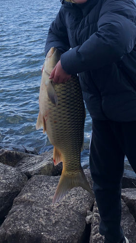 コイの釣果