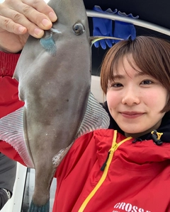 カワハギの釣果