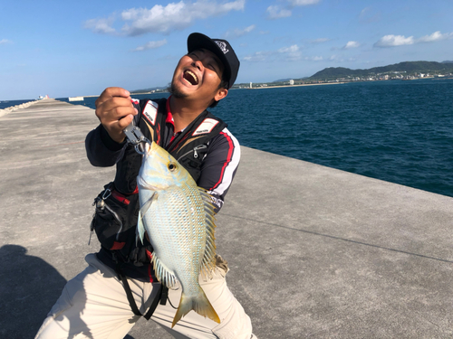 ハマフエフキの釣果