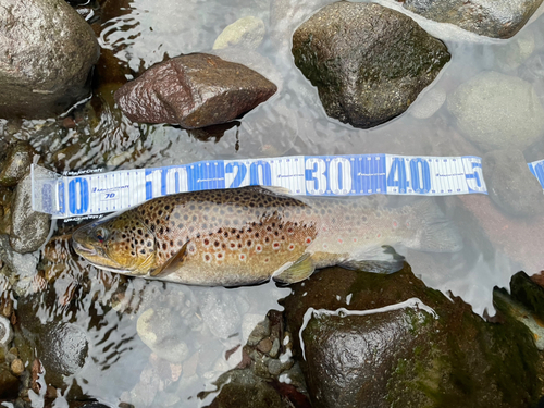 ブラウントラウトの釣果