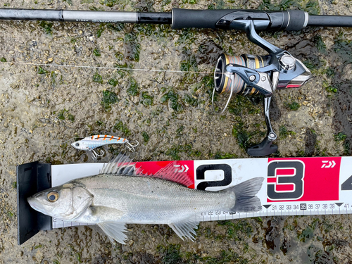 シーバスの釣果