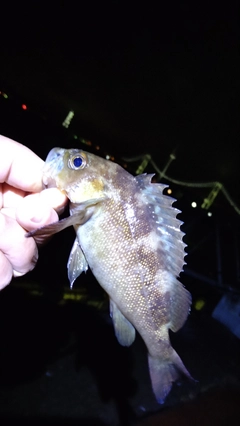 エゾメバルの釣果