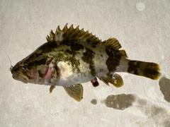 タケノコメバルの釣果