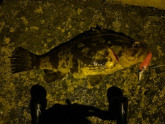 タケノコメバルの釣果