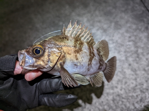 メバルの釣果