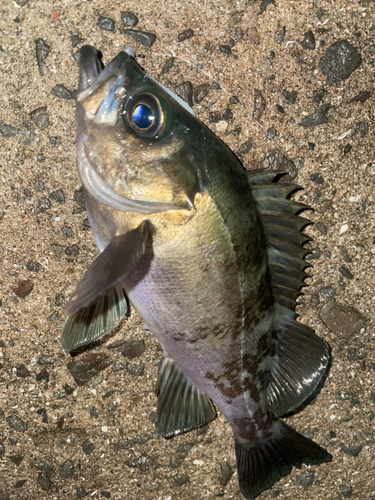 メバルの釣果