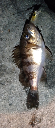 シロメバルの釣果