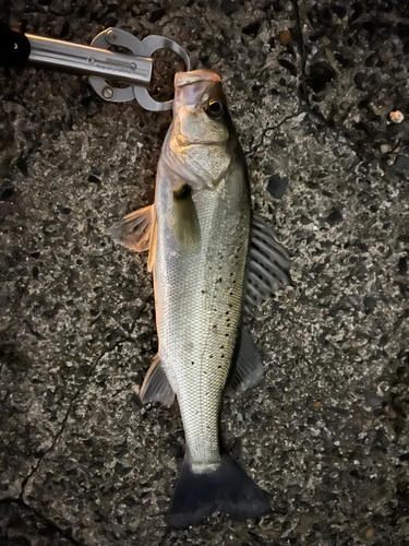 セイゴ（タイリクスズキ）の釣果