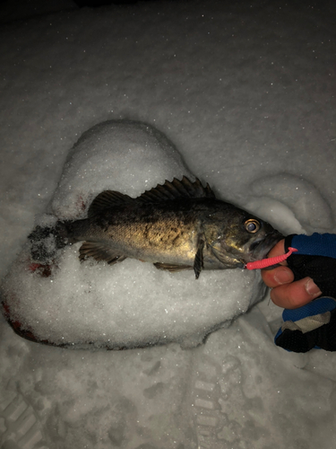 クロソイの釣果