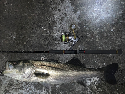 シーバスの釣果