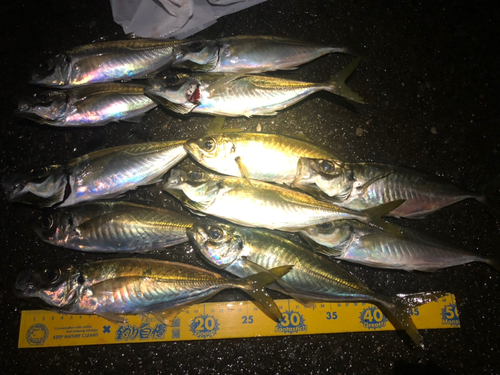 アジの釣果