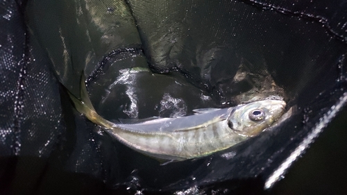 マアジの釣果