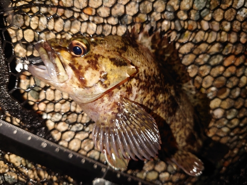 ムラソイの釣果