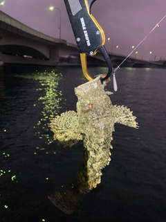 オニオコゼの釣果