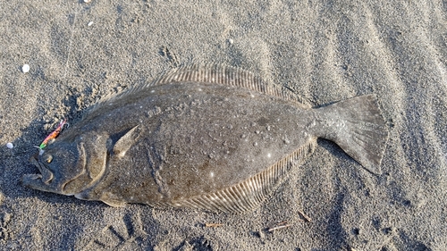 ヒラメの釣果