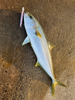 ヒラマサの釣果