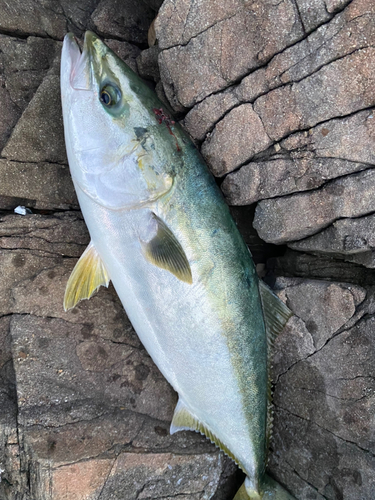 ブリの釣果