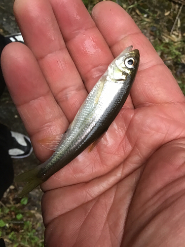 カワムツの釣果