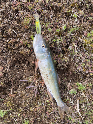 ハスの釣果