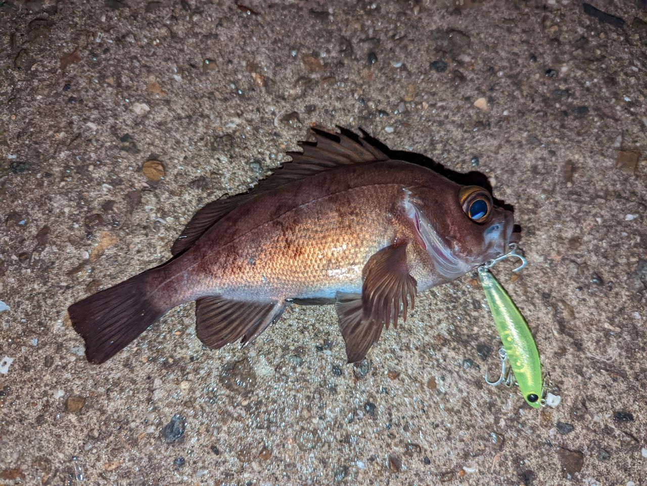 アカメバル