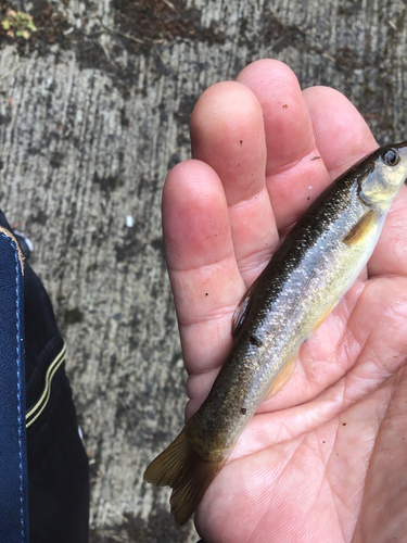 アブラハヤの釣果