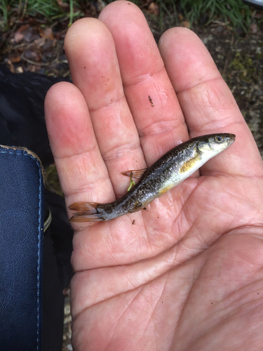 アブラハヤの釣果