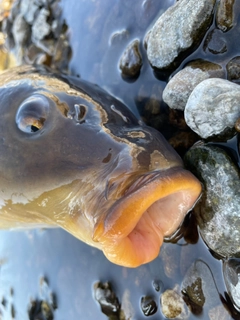 コイの釣果