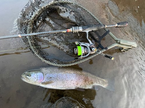 ニジマスの釣果