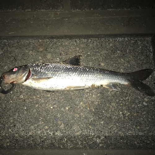 ニゴイの釣果